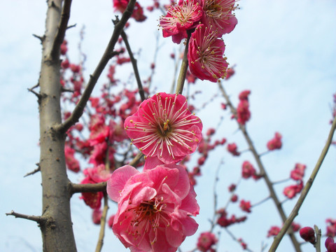 粉紅色梅花圖片