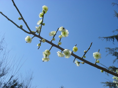 枝頭盛開的白梅花