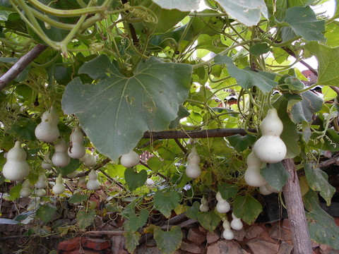 小葫蘆