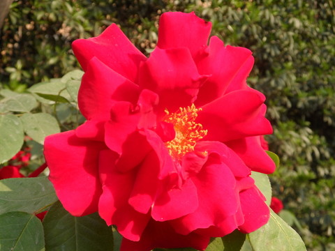 牡丹 大紅