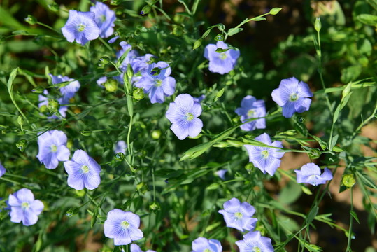 胡麻花