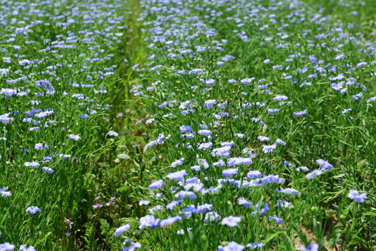 胡麻花