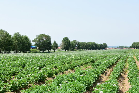 馬鈴薯 土豆