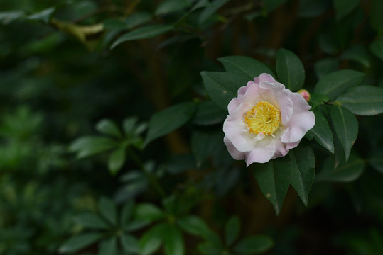 金茶花