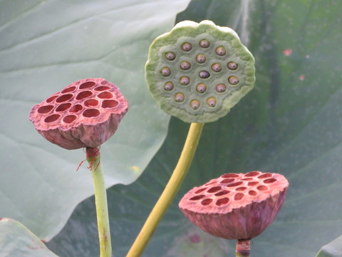 蓮蓬