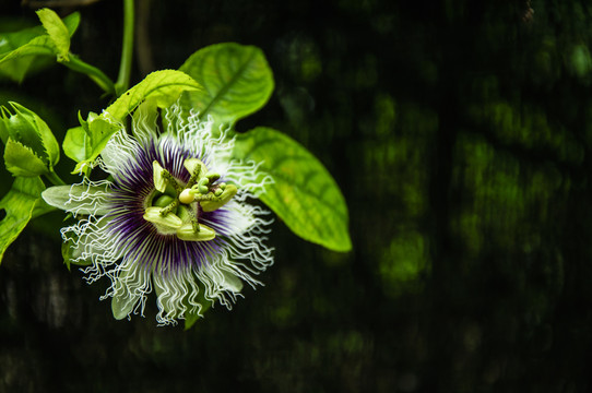 百香果花