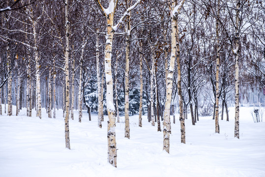 林中雪