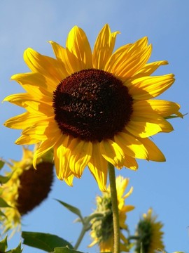 sommerblume