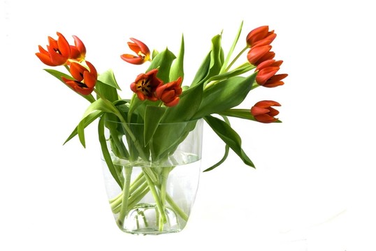 tulpenstrau？