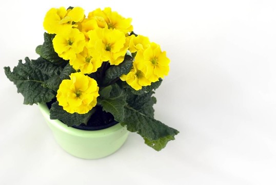 報(bào)春花