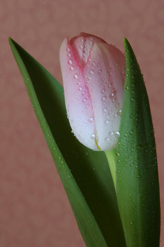 花卉