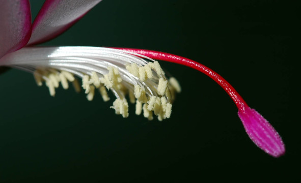 花卉