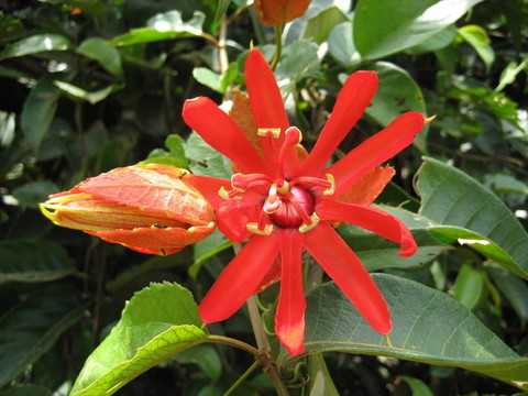 maracujá花