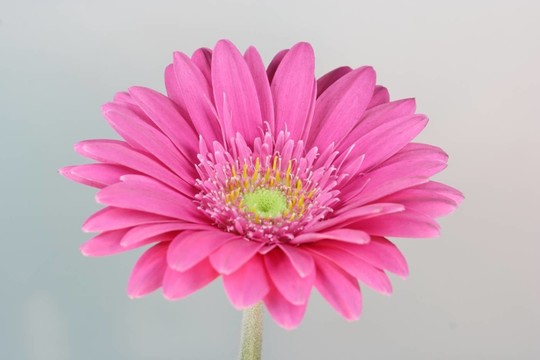 非洲菊- 2