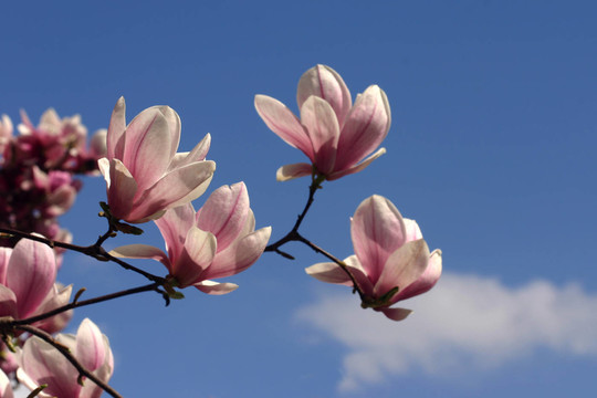 magnolienzweig