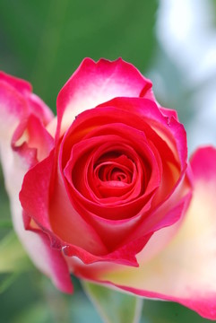 rosenblüTE