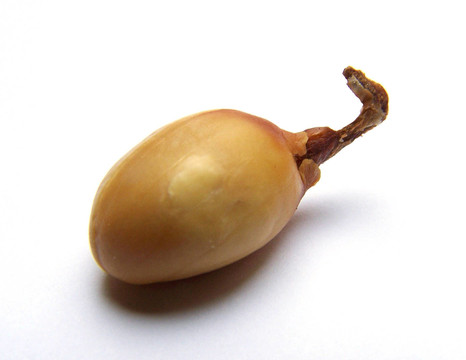 花生仁