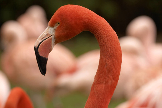 火烈鳥(niǎo)