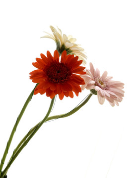孤立的花
