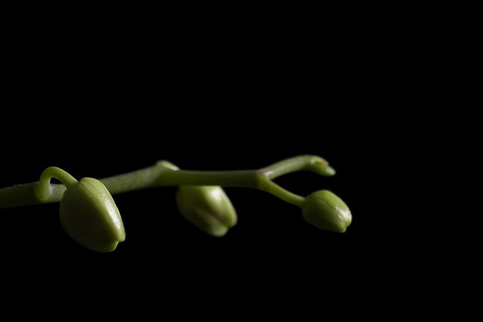 蘭花的花蕾