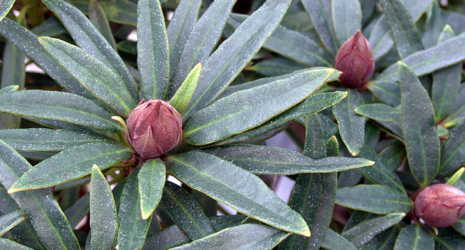 杜鵑ponticum graciella