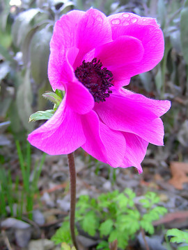 冠狀銀蓮花