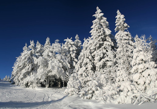 雪總