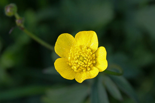 花卉