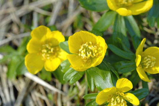 開(kāi)花