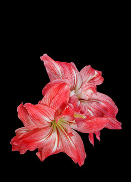 花卉