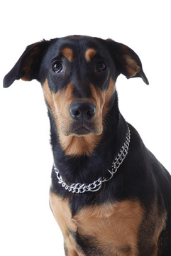 hundeportrait