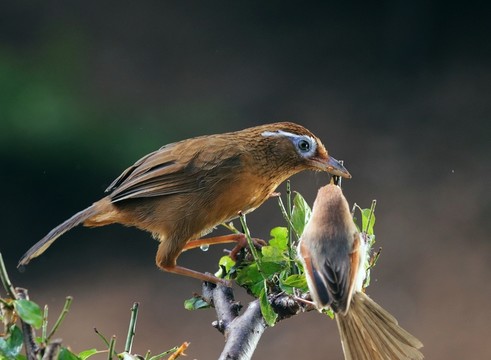 畫眉鳥