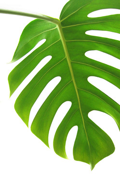 philodendron