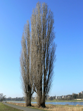 在易北河草地兩楊樹(shù)