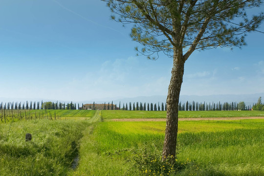 托斯卡納的風(fēng)景