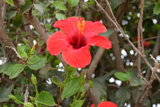 hebiskus