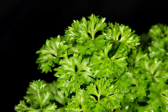 香菜5號(hào)
