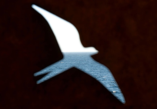 海的鳥