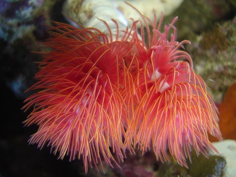 kalkr？hrenwurm（protula bispirali）