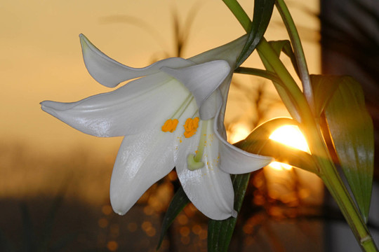 清晨的陽(yáng)光中的百合花