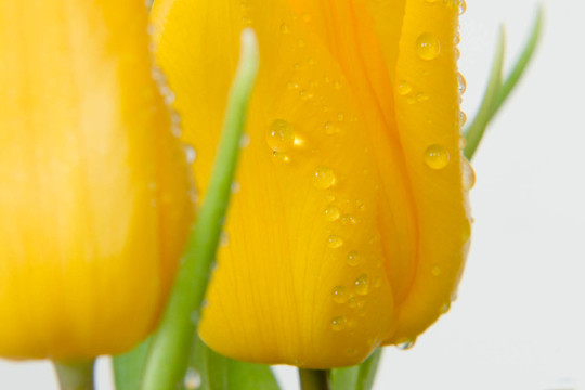 開花