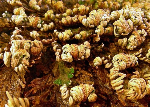 復(fù)活（selaginella lepidophylla）