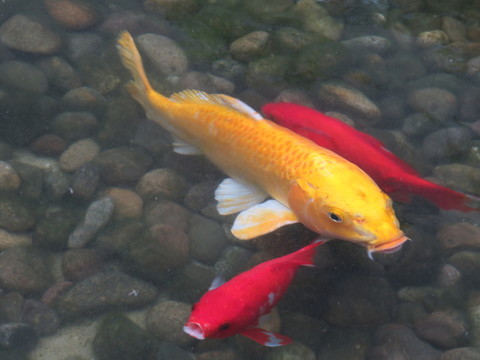 錦鯉 鯉魚