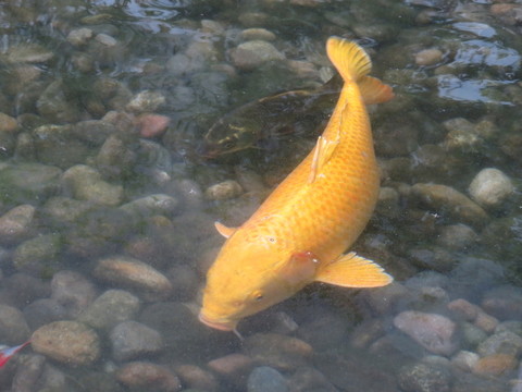 錦鯉 鯉魚