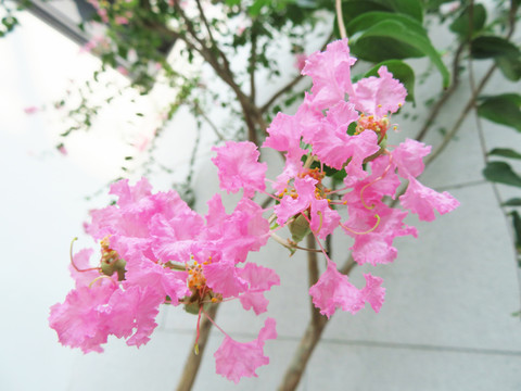 紫薇花