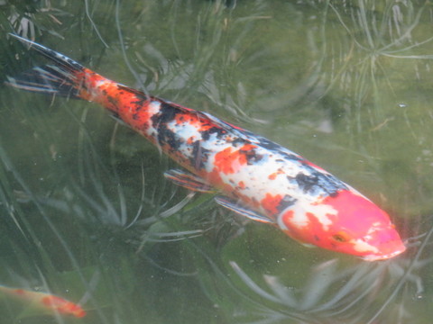 錦鯉 鯉魚