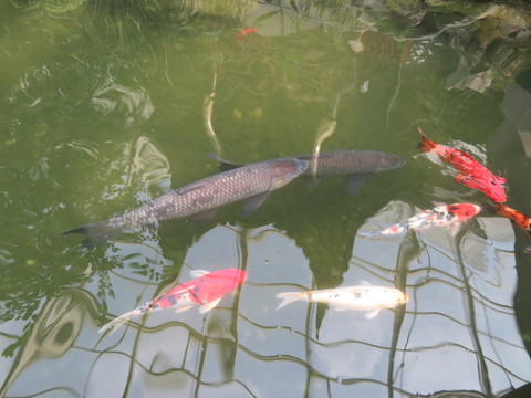 草魚 錦鯉
