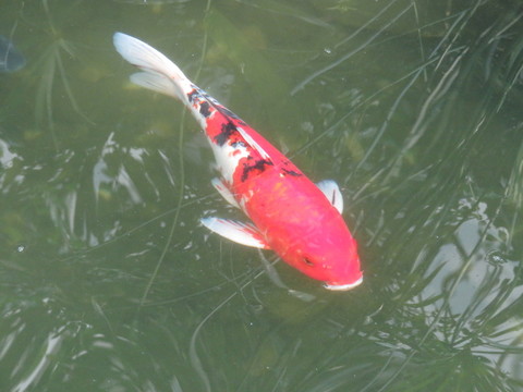 錦鯉 鯉魚