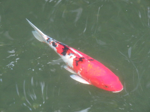 錦鯉 鯉魚