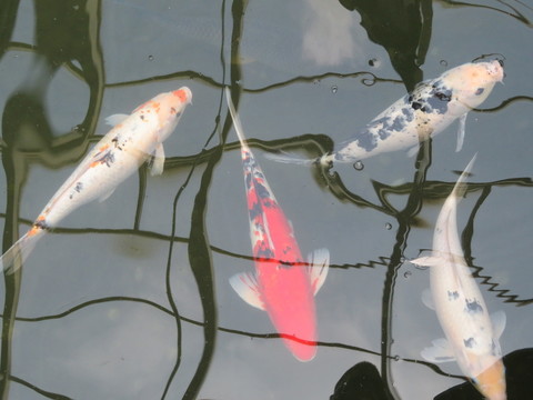 錦鯉 鯉魚(yú)